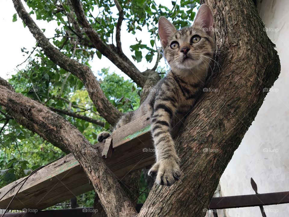 Gray cat with black stripes laying on the wooden plank, placed on a brunch of a tree.