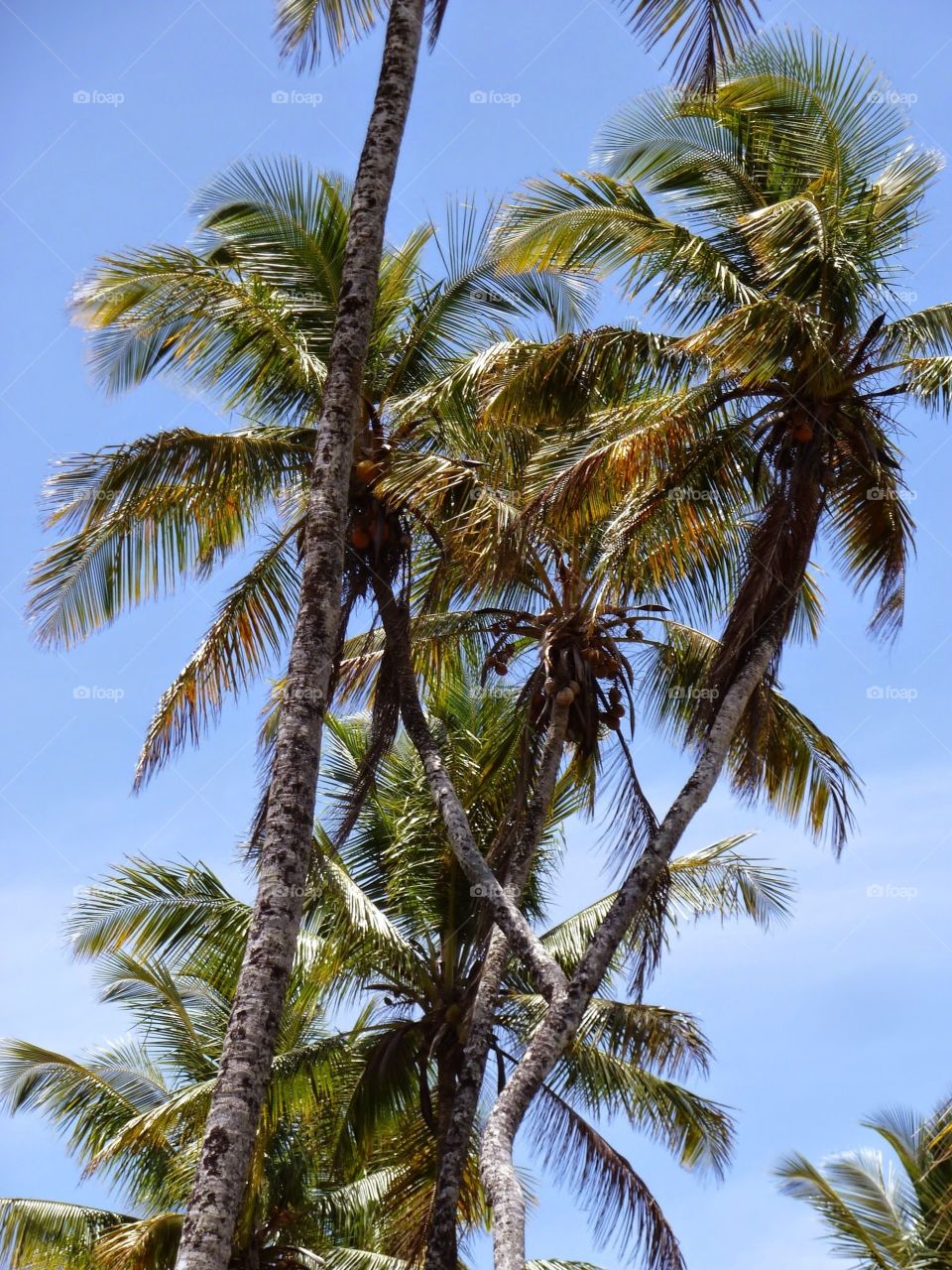Unique palm tree. V-shape Palm tree in Bahia
