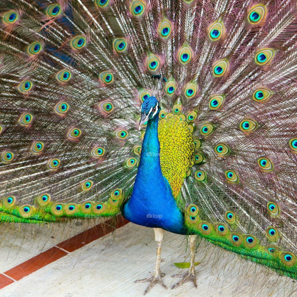 Peacock in Punta Cana