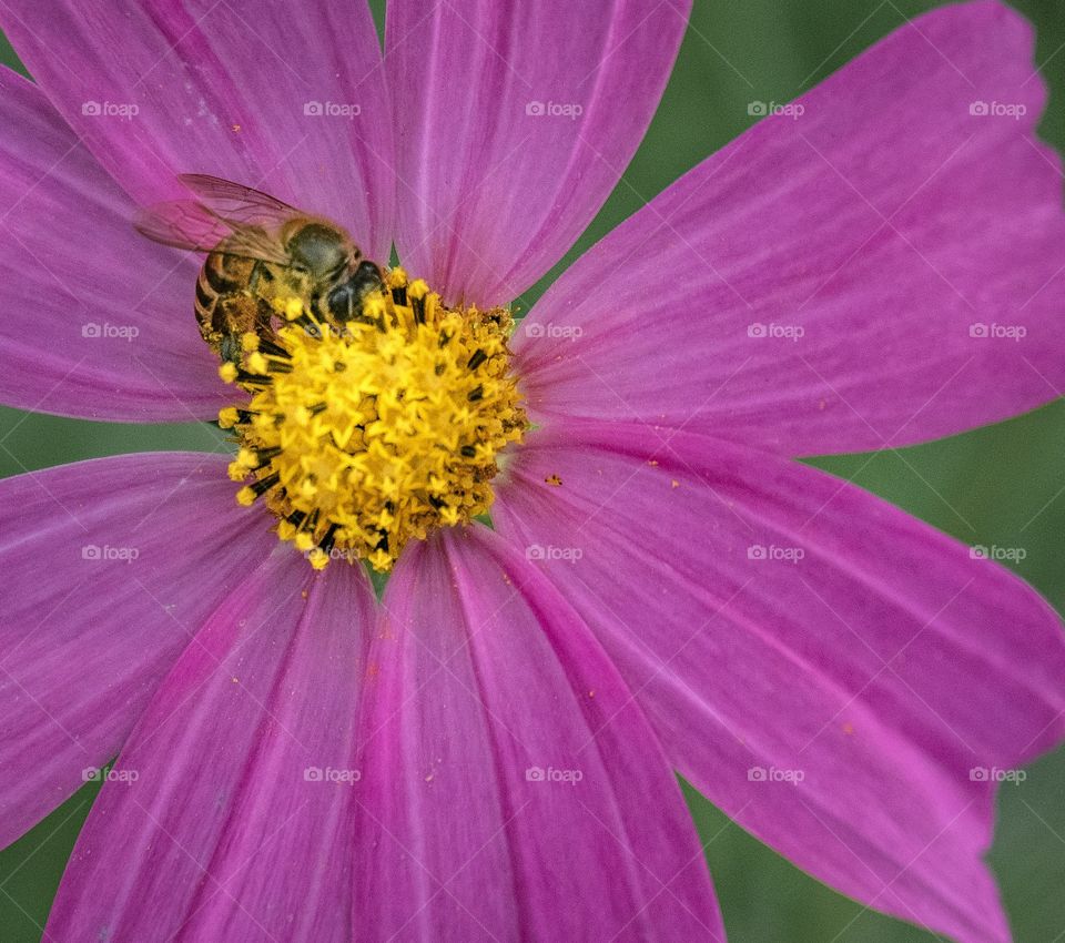 Bee find honey on the buffet flowers