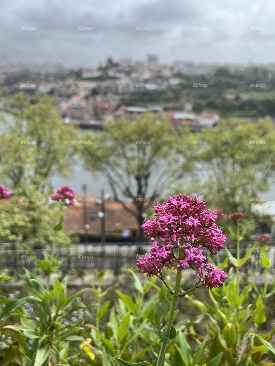 Flower and the river
