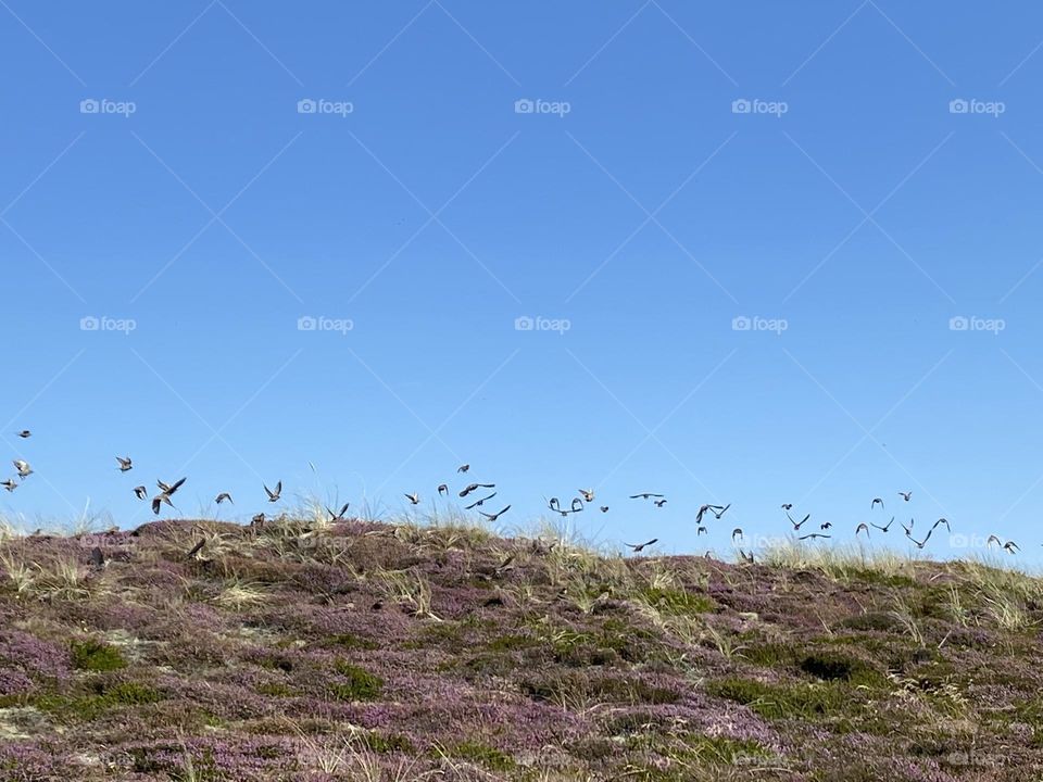 Heide auf Düne in Dänemark. Zeitgleich fliegen alle Vögel los von der Dünenakme