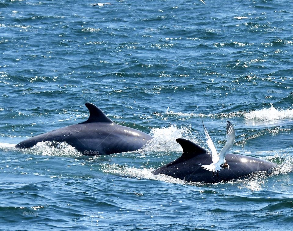 Dolphins surfacing with a bird almost touching them