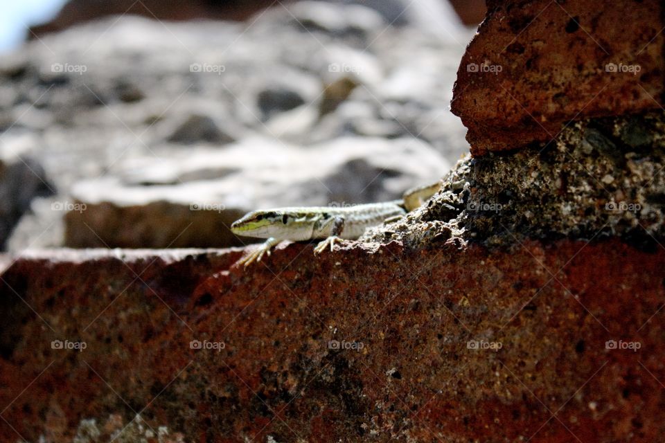 Lizard on a brick