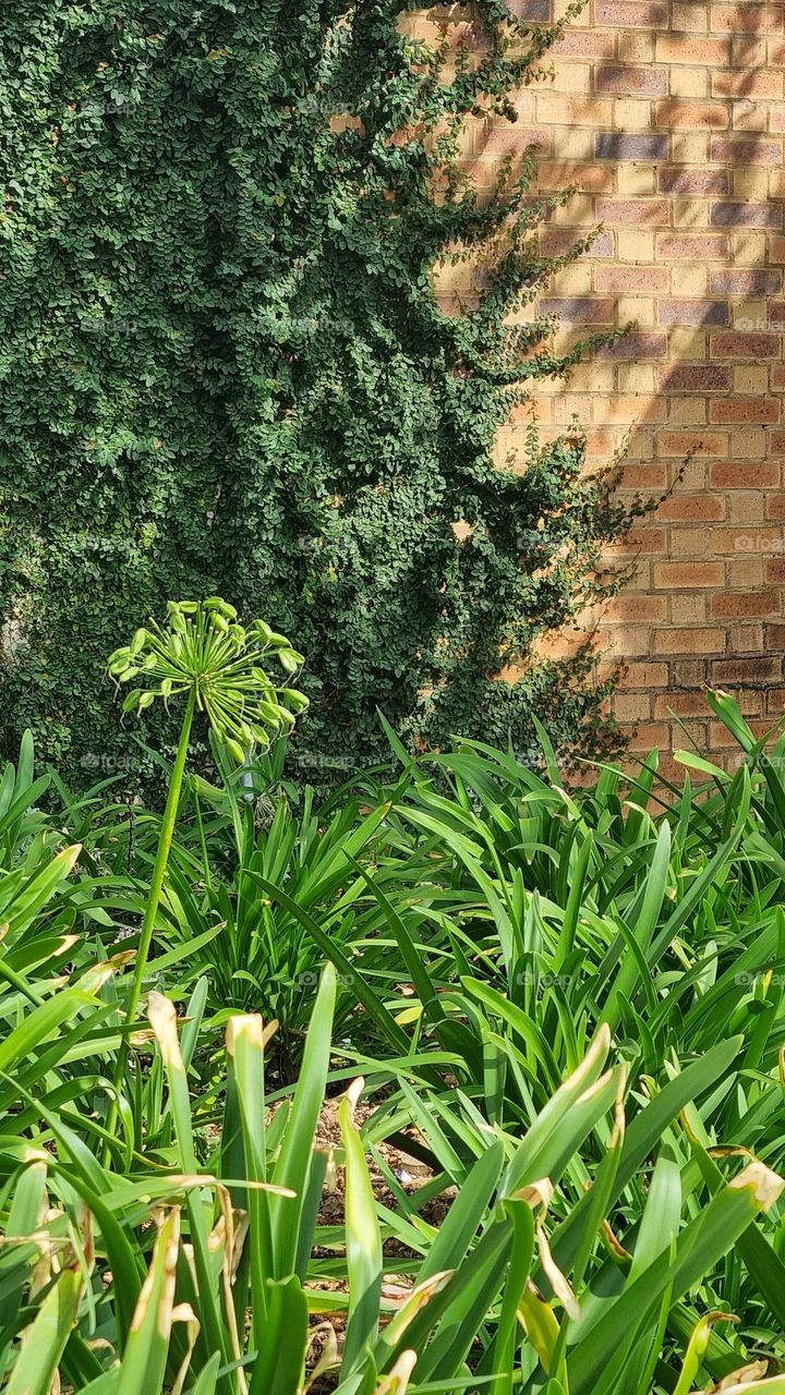 plants growing up the wall