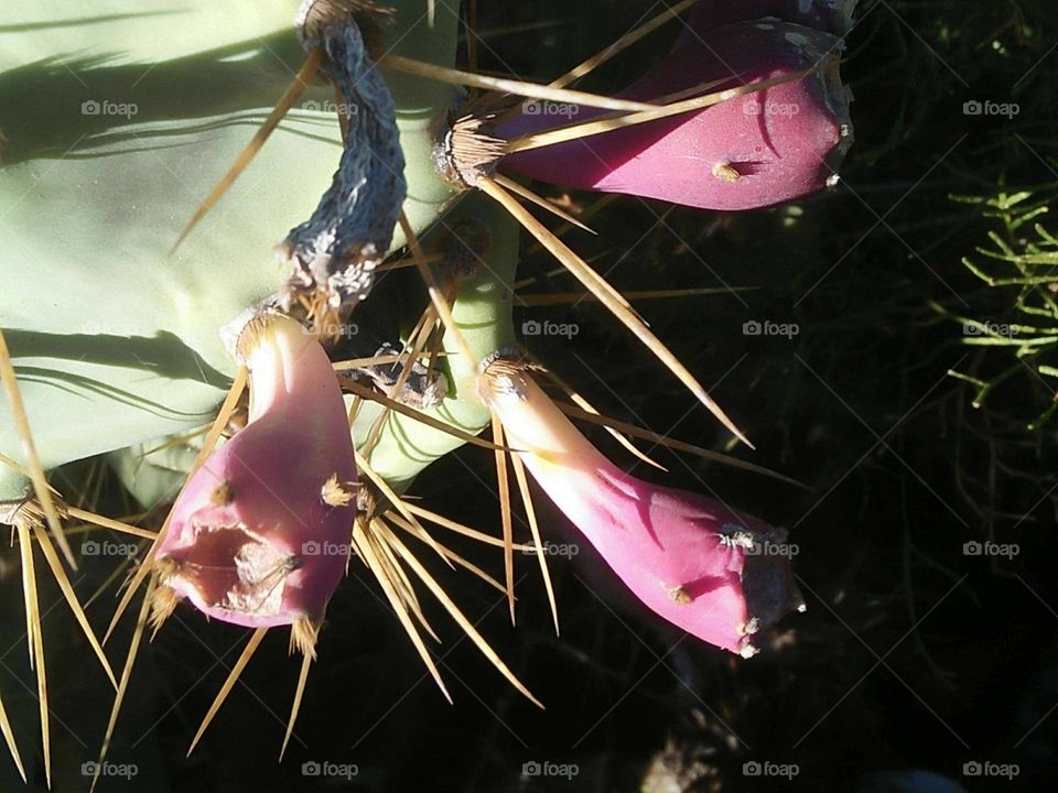 Cactus plant spines