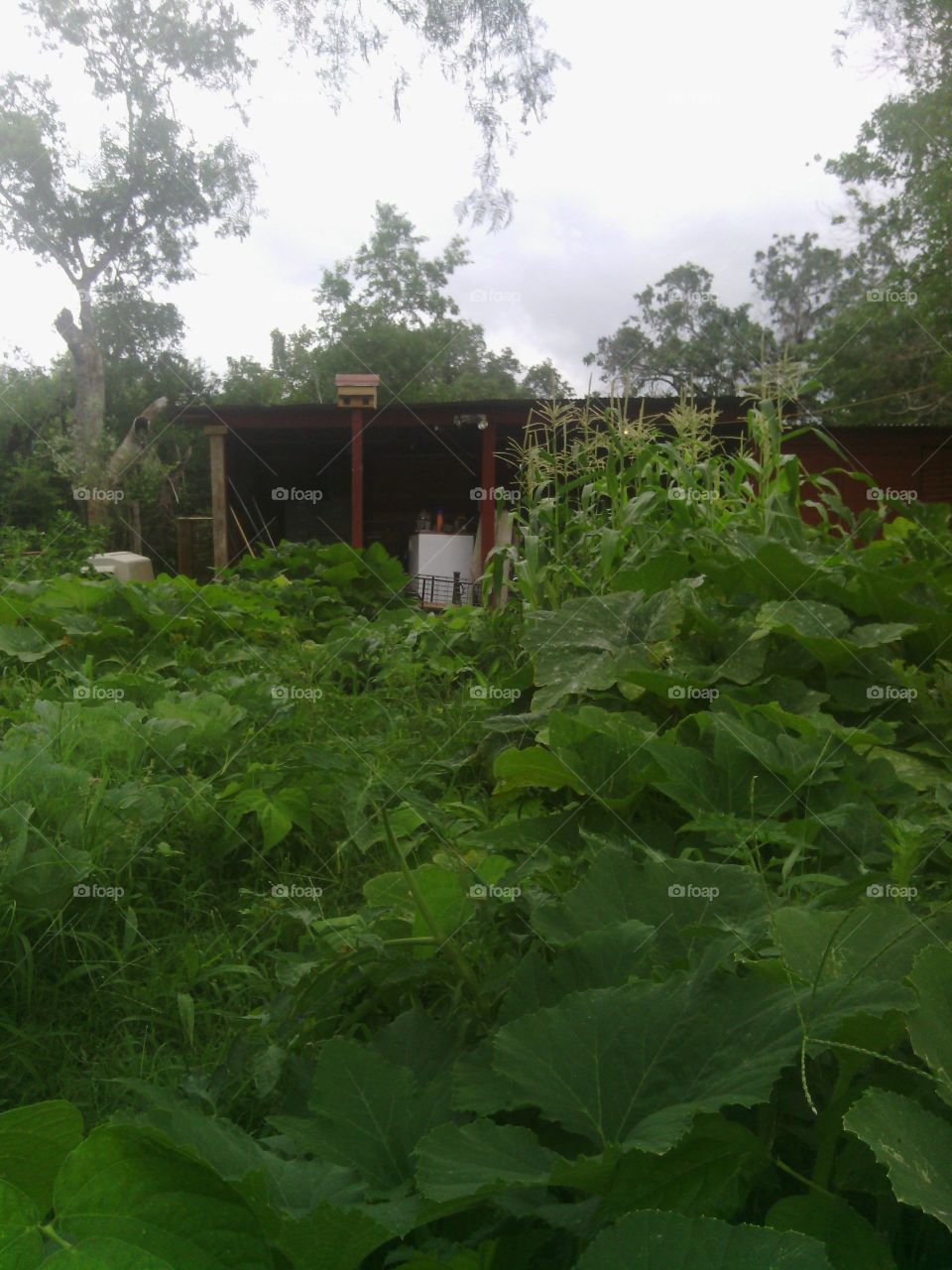 No Person, Wood, Leaf, Environment, Agriculture