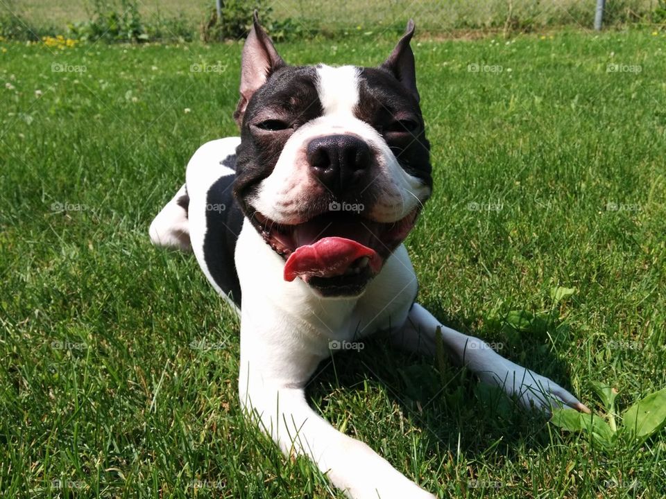 Boston terrier smiling smug eyes