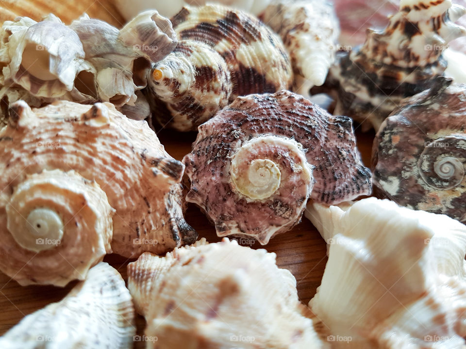 Full frame of conch shells