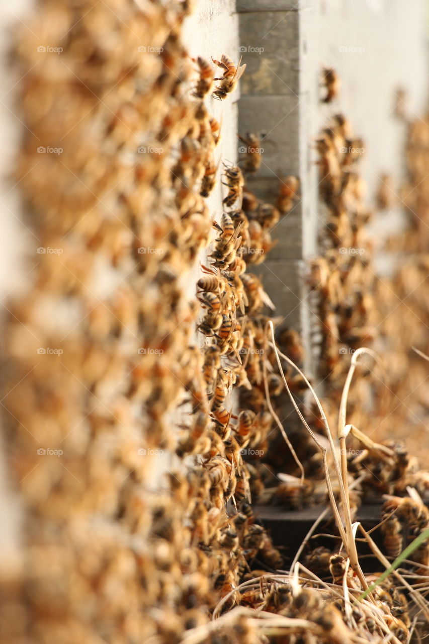 Honey bees at large 