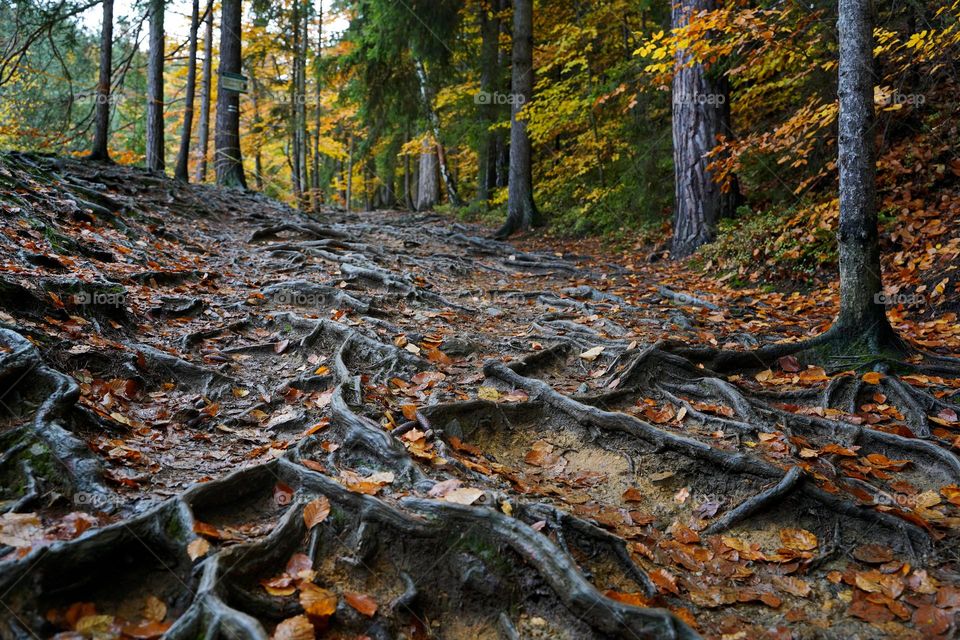 Tree roots in the autumn forest