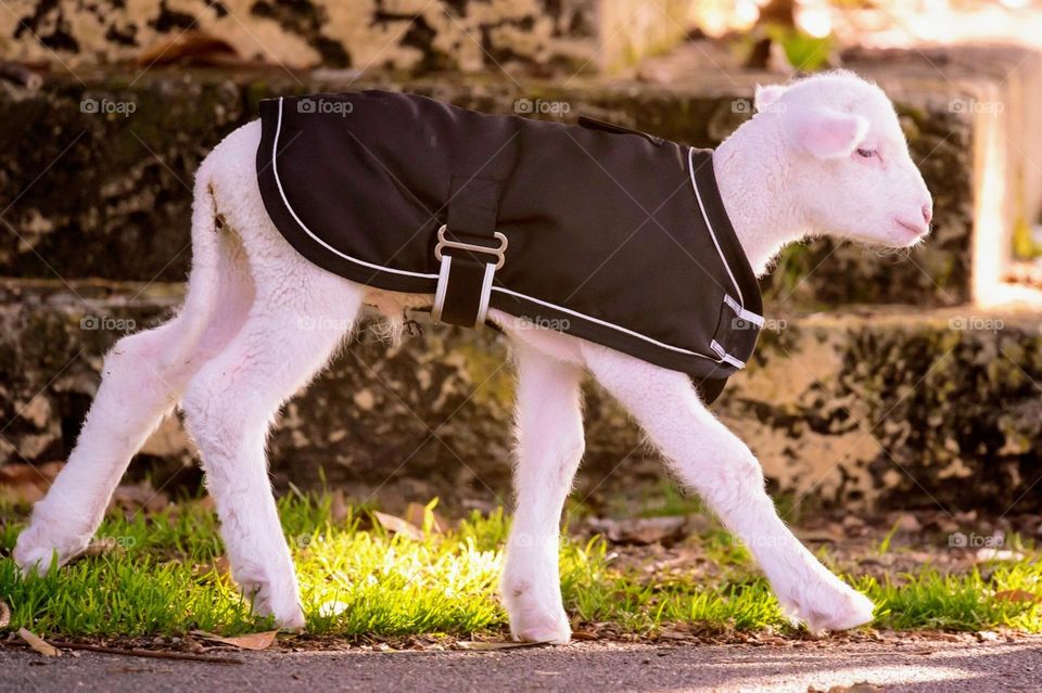 Little pet lamb all dressed up visiting the park!