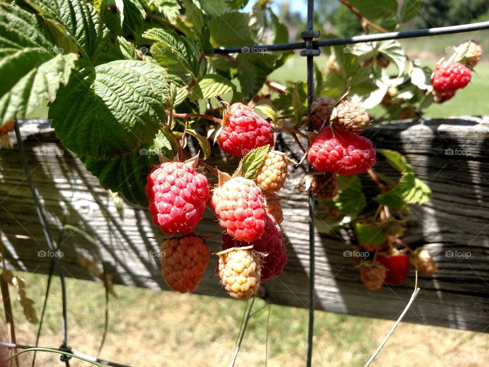 Raspberries by a fence.