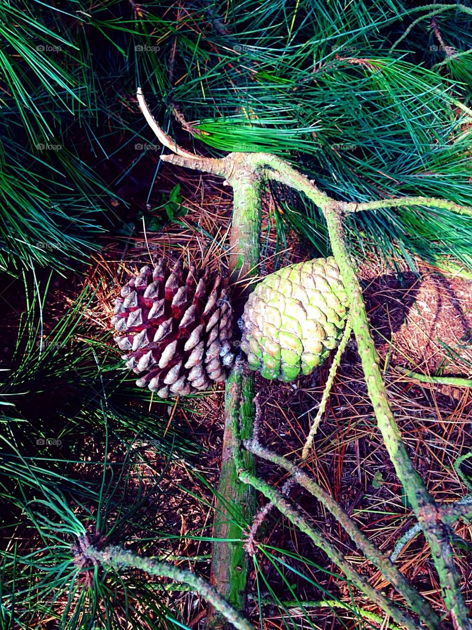 Pine cones on a tree