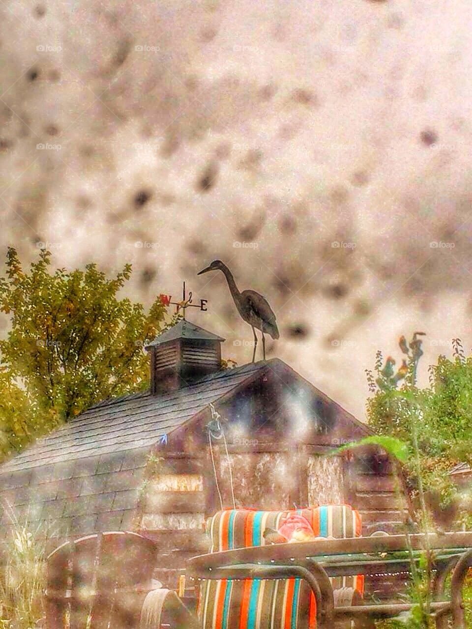 Strange guest in the garden