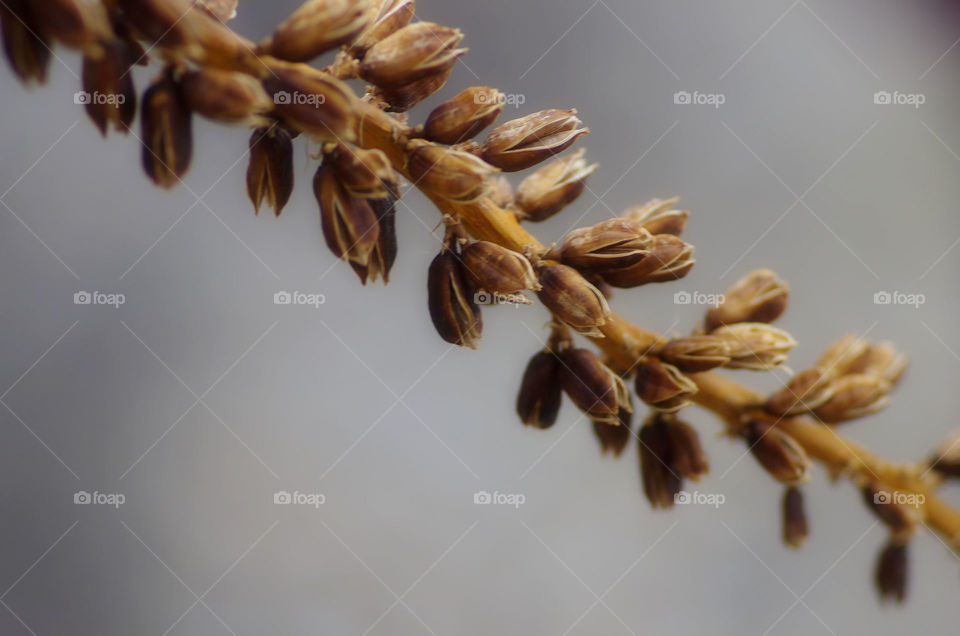 Extreme close-up of plant part