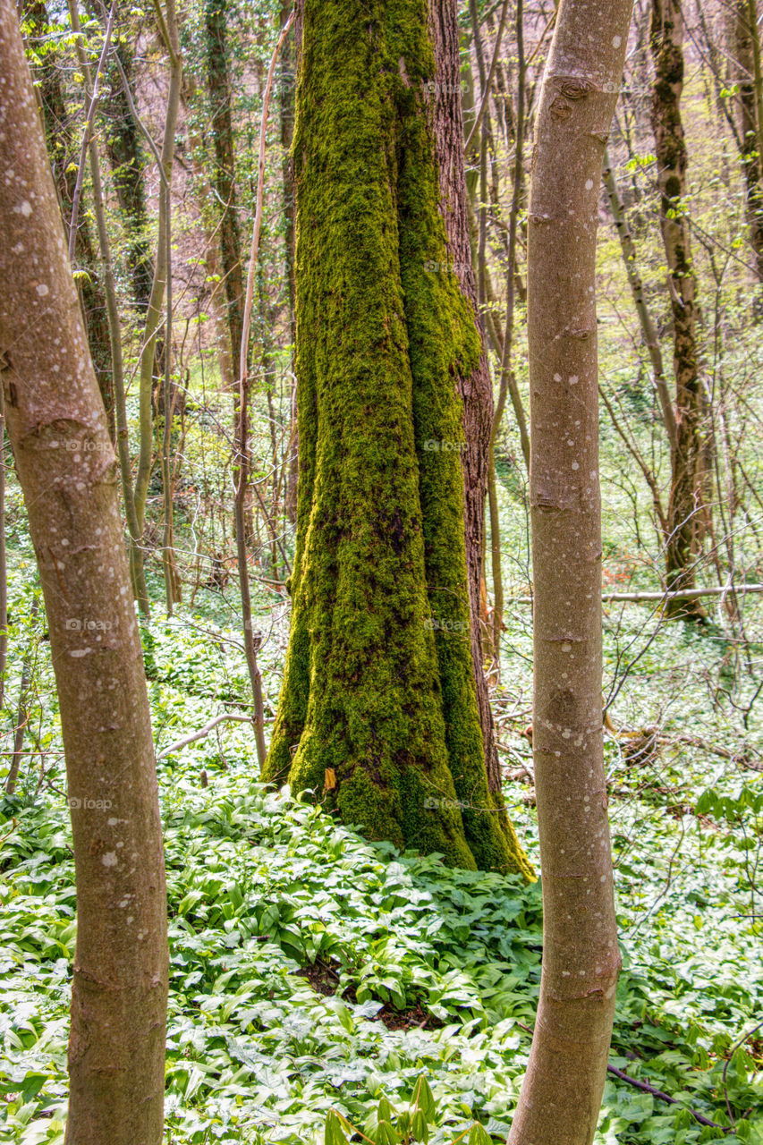 Forest floor 