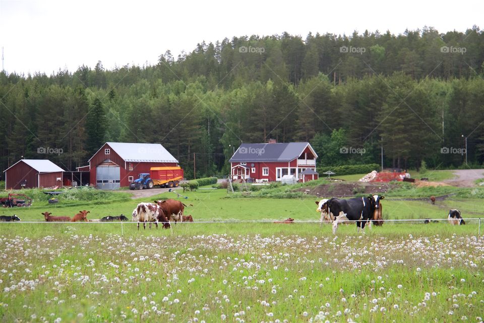 Cows farm 