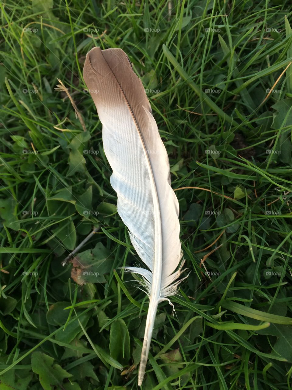 Feather
