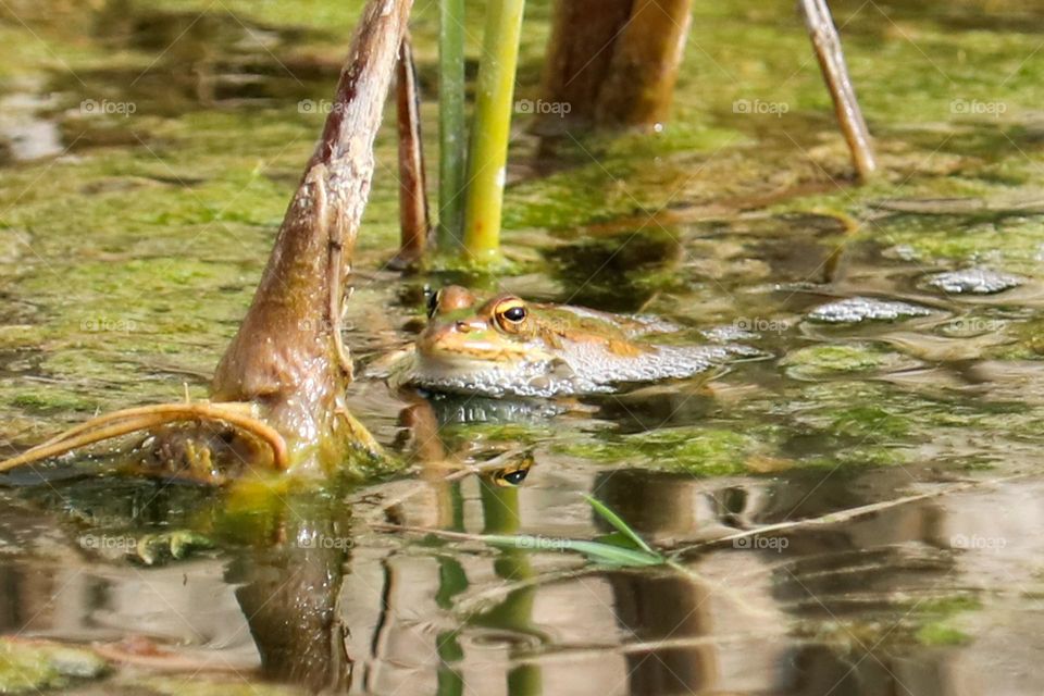 A green frog