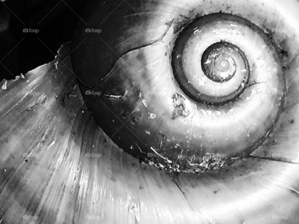 Round swirls into a circle of a snail shell