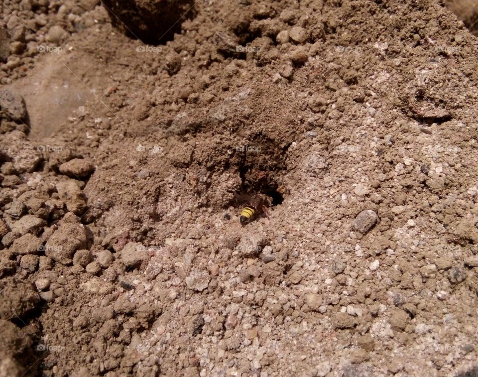 A grasshopper photo,a photo of my dream home,a cute home photo,a life-hard photo,everyone loves a home photo,a real life photo,a natural photo,a memorable good photo,a real life of struggle Photo, best grasshopper photo,great grasshopper photo