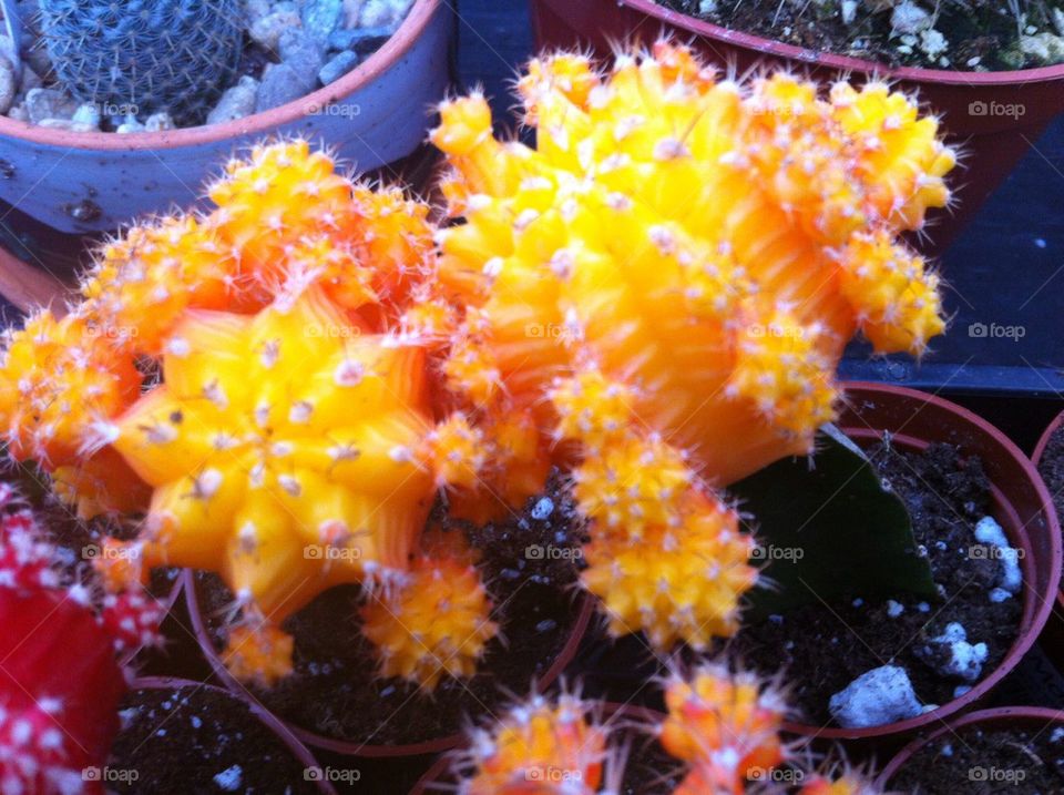 Orange cactii