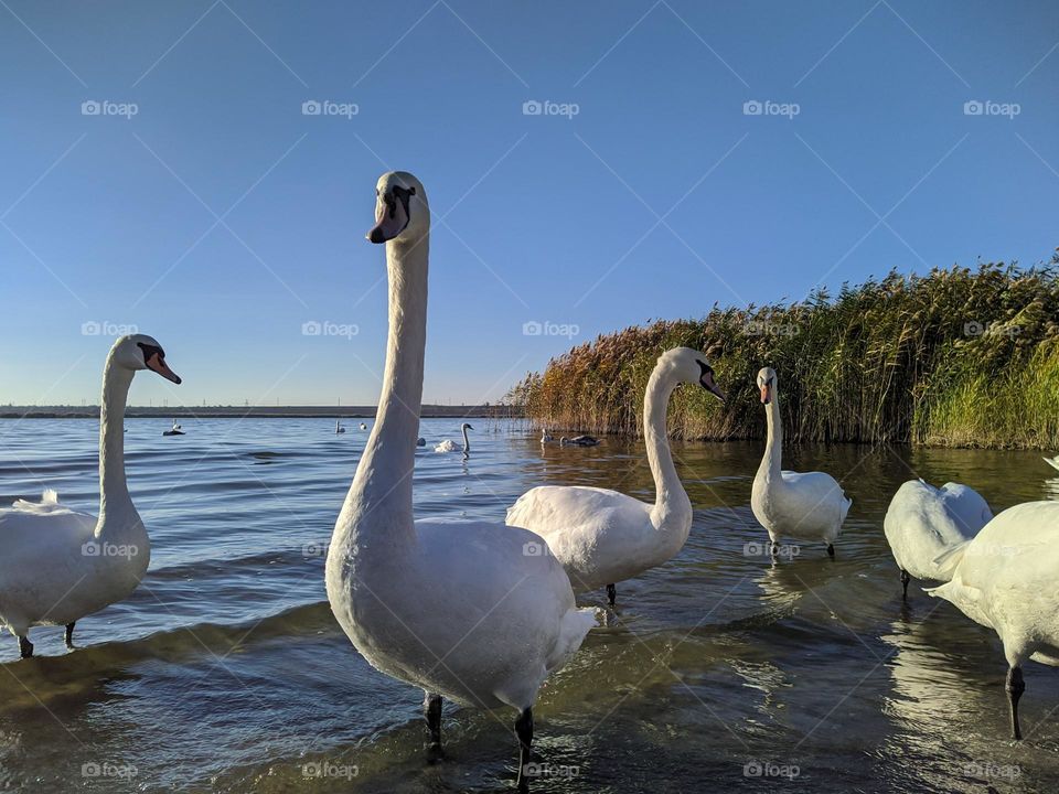 Swans