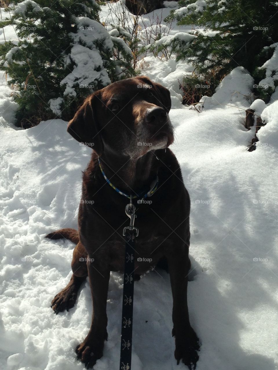 Chocolate Labrador dog in the snow 