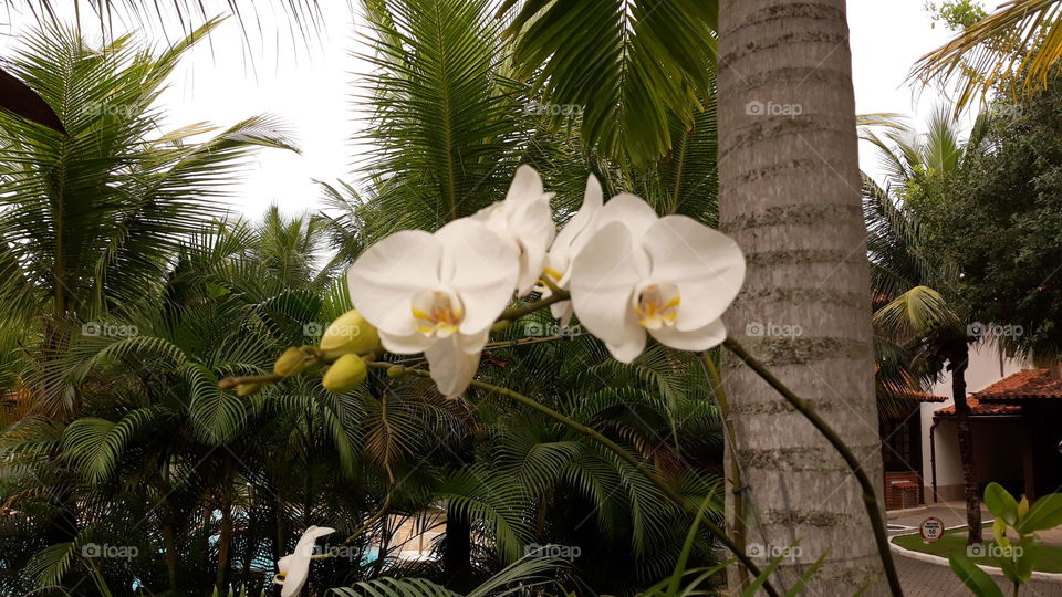 Lindas orquídeas brancas que, quando todas desabrocham, encantam, por dias, a todos que as vêem.