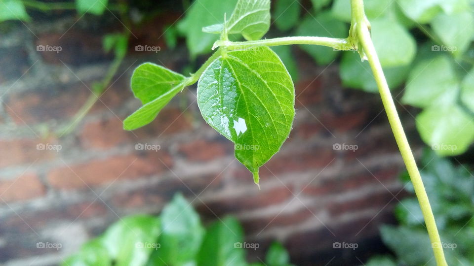 leaf after rain