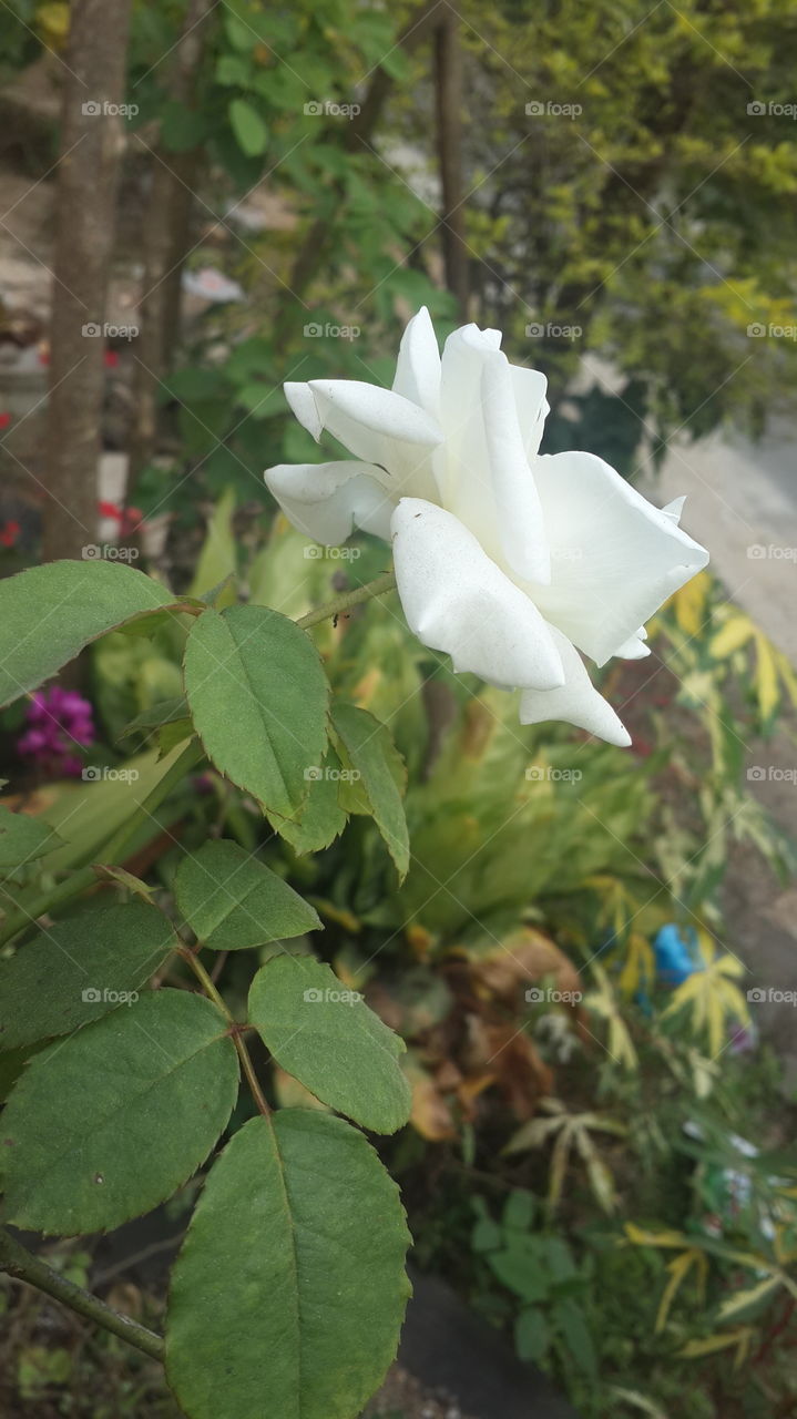 nice flower