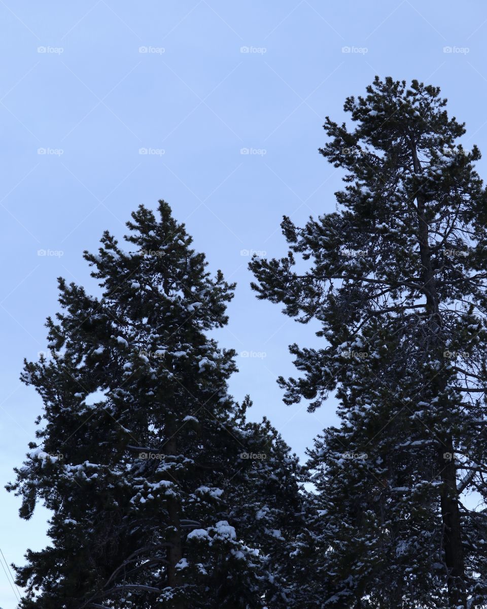 Tall evergreen trees dusted with snow.