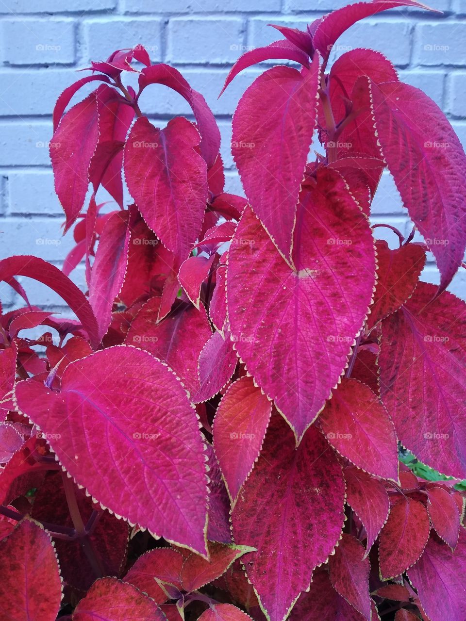 An ornamental plant with unusual leaves.