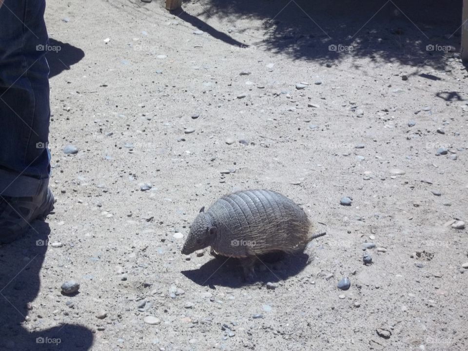 Tatú Carreta o Armadillo