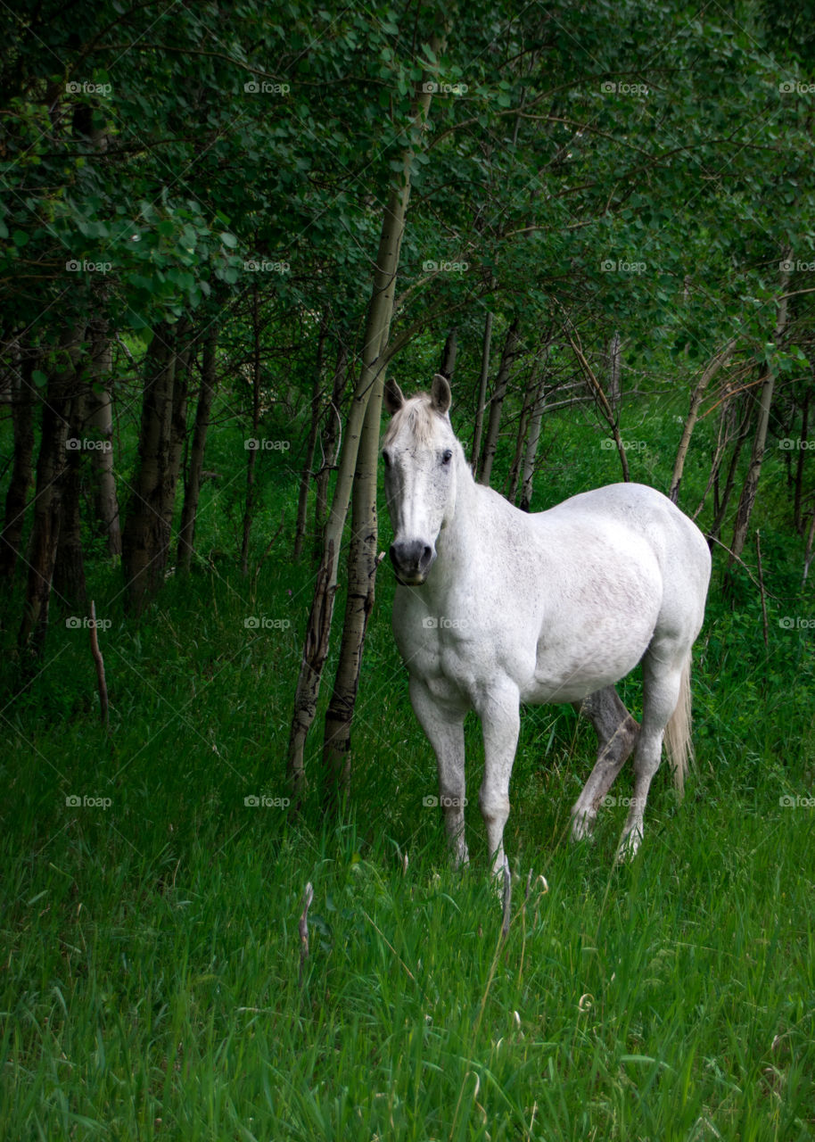 Wild horse hiding in the trees. 