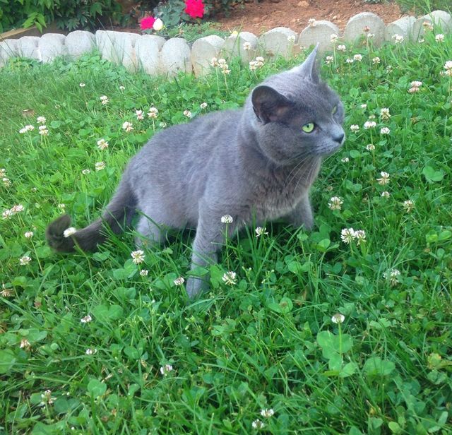 ET cat