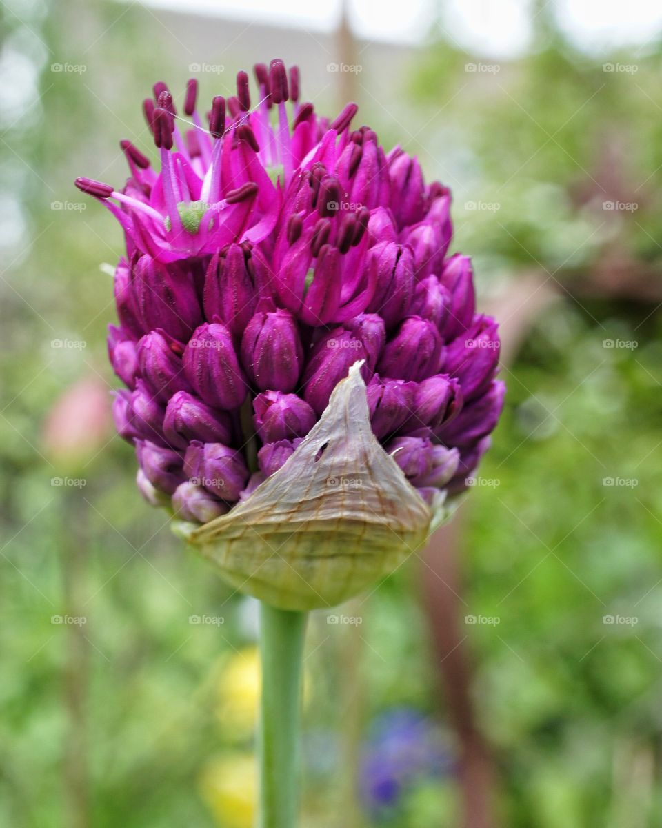 Close-up of purple flower