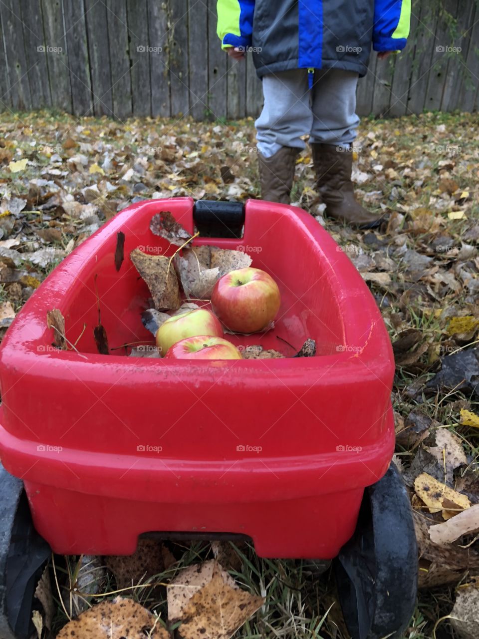 Apples in the fall