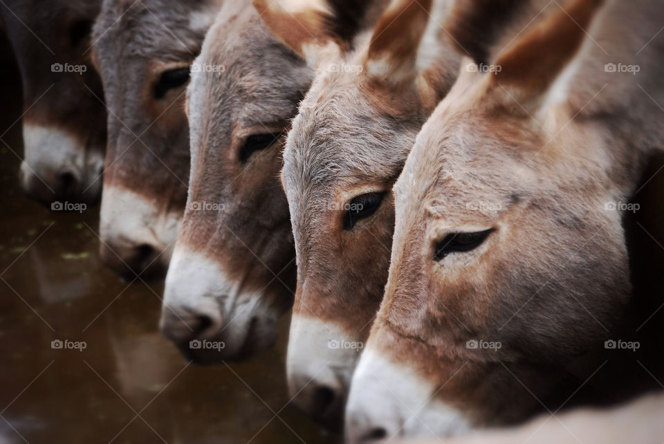 Donkeys drinking water in a row