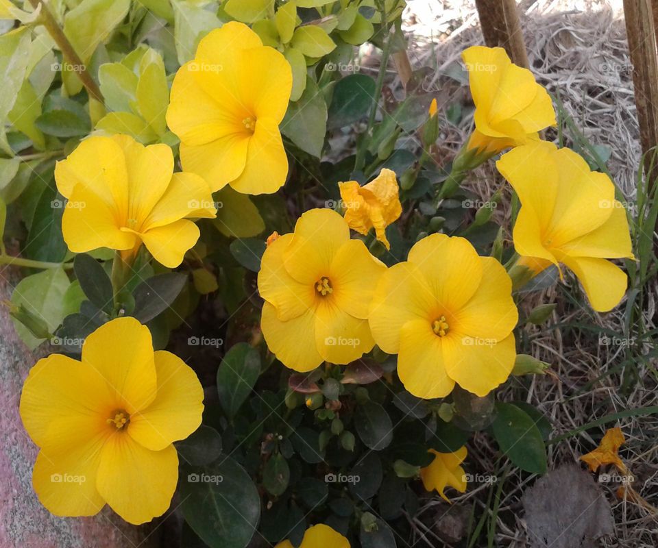 Beautiful yellow colour flowers in a garden