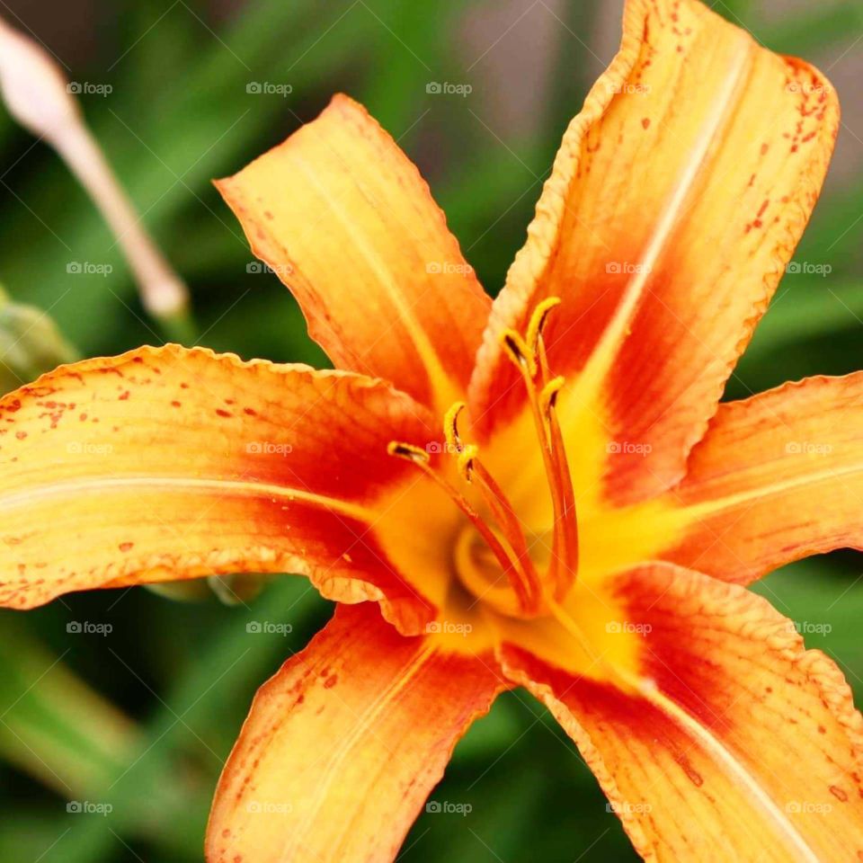 orange and red flower