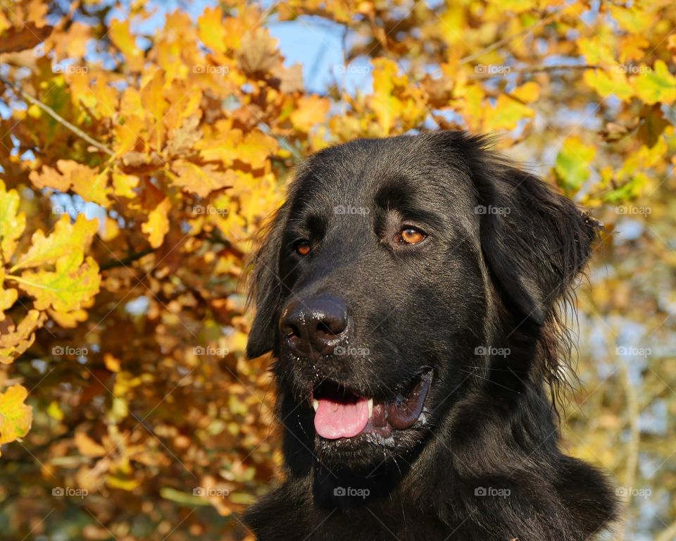 Hovawart portrait in front of golden leaves