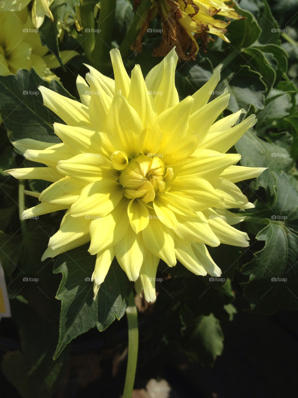 flowers yellow nature flower by danielrichard