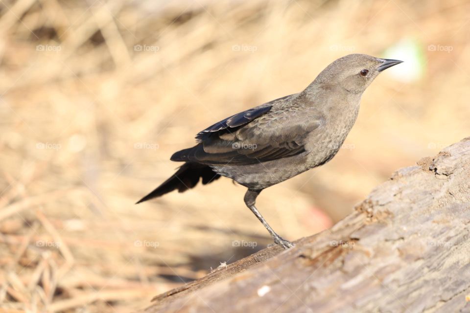 exotic bird on the log