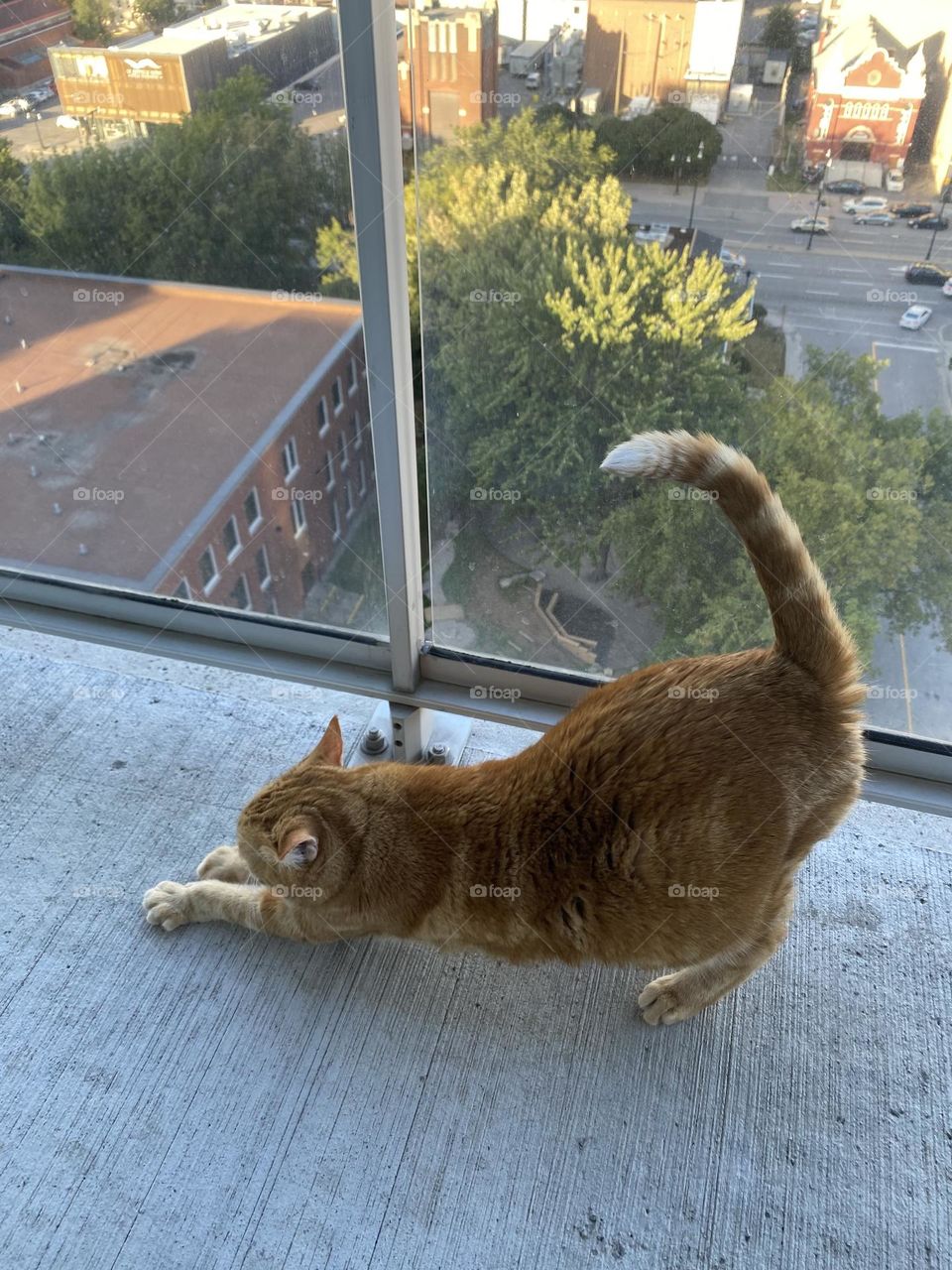 big stretch from willow