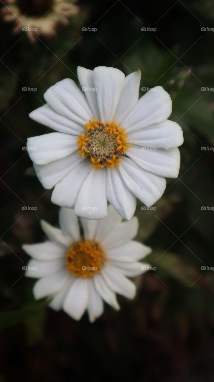 Zinnia Angustifolia, commonly called narrow-leaf zinnia, white flower daisy like, very beautiful.