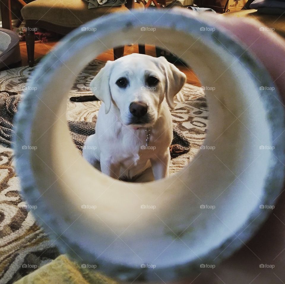Test Tube Puppy