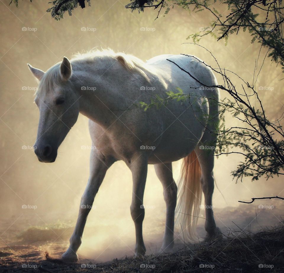 Wild Horse in Morning Light