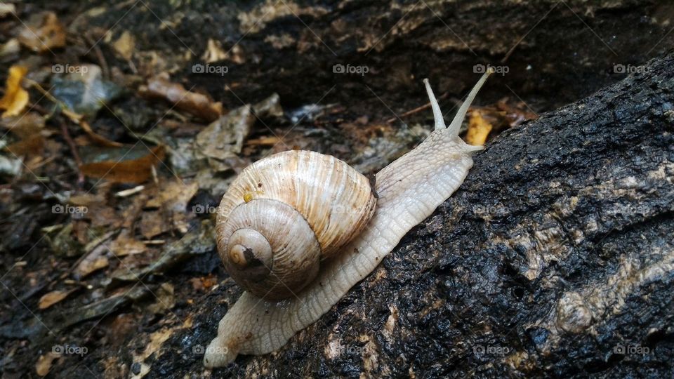 snail